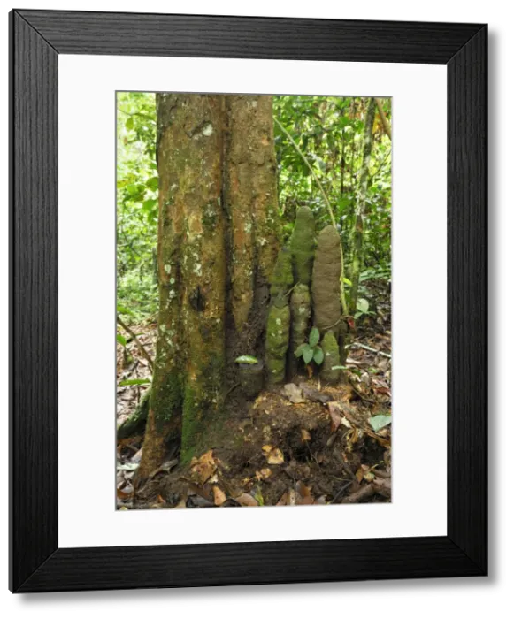 Framed Print : Tree with Phallus Termite - Danum Valley Conservation Area - Sabah - Borneo - Malaysia Framed Print : Tree with Phallus Termite - Danum Valley Conservation Area - Sabah - Borneo - Malaysia