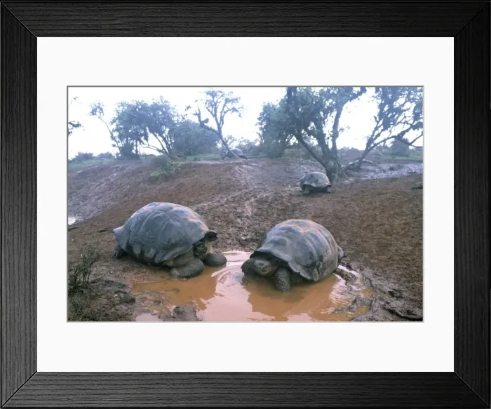 Framed Print : Galapagos Giant Tortoise - 2 at drinking pool - Isabella Island, Galapagos AU-703 Framed Print : Galapagos Giant Tortoise - 2 at drinking pool - Isabella Island, Galapagos AU-703
