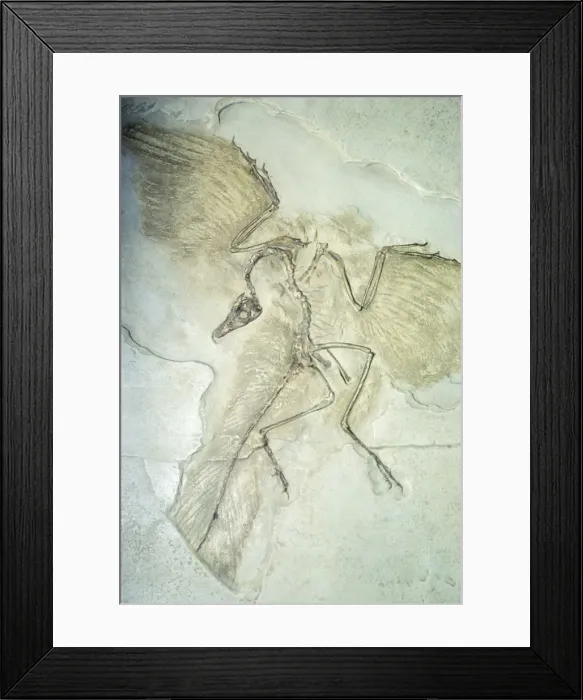 Framed Print : Fossil - Archaeopteryx Framed Print : Fossil - Archaeopteryx