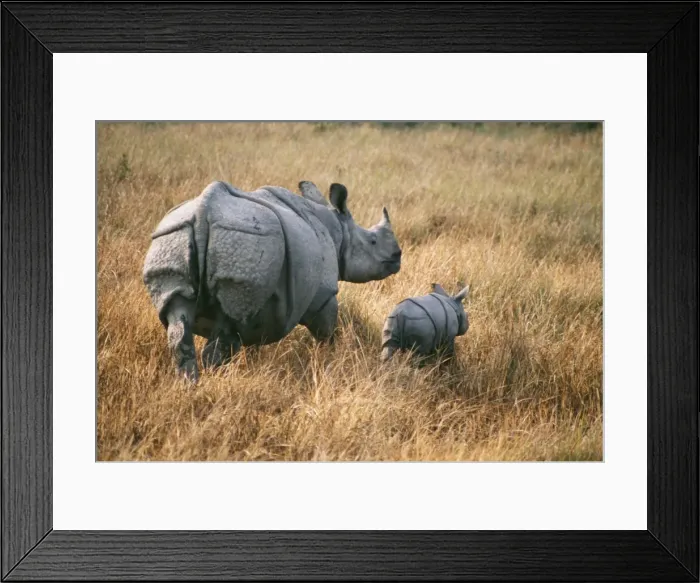 Framed Print : Rhinoceros JR 116 With young, Kaziranga India. Rhinocerbo unicornus © Jagdeep Rajput / ardea. com Framed Print : Rhinoceros JR 116 With young, Kaziranga India. Rhinocerbo unicornus © Jagdeep Rajput / ardea. com