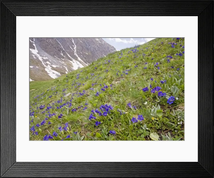 Framed Print : Flowery species-rich pastures with masses of trumpet gentians Gentiana acaulis on the Col d'Agnel, Queyras Natural Regional Park, french Alps, France Framed Print : Flowery species-rich pastures with masses of trumpet gentians Gentiana acaulis on the Col d'Agnel, Queyras Natural Regional Park, french Alps, France