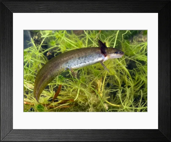 Framed Print : Smooth Newt - neotenic female