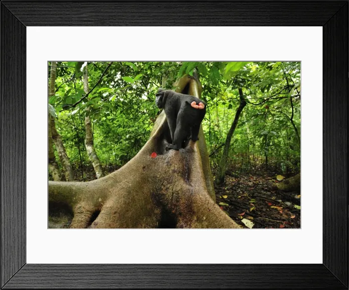 Framed Print : Celebes Crested Macaque / Crested Black Macaque / Sulawesi Crested Macaque / Black Ape - Tangkoko Nature Reserve - North Sulawesi - Indonesia Framed Print : Celebes Crested Macaque / Crested Black Macaque / Sulawesi Crested Macaque / Black Ape - Tangkoko Nature Reserve - North Sulawesi - Indonesia