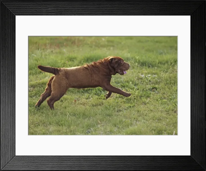 Framed Print : Dog - Shar Pei Framed Print : Dog - Shar Pei