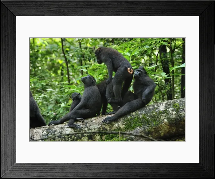 Framed Print : Celebes Crested Macaque / Crested Black Macaque / Sulawesi Crested Macaque / Black Ape - mating with other macaques around - Tangkoko Nature Reserve - North Sulawesi - Indonesia Framed Print : Celebes Crested Macaque / Crested Black Macaque / Sulawesi Crested Macaque / Black Ape - mating with other macaques around - Tangkoko Nature Reserve - North Sulawesi - Indonesia