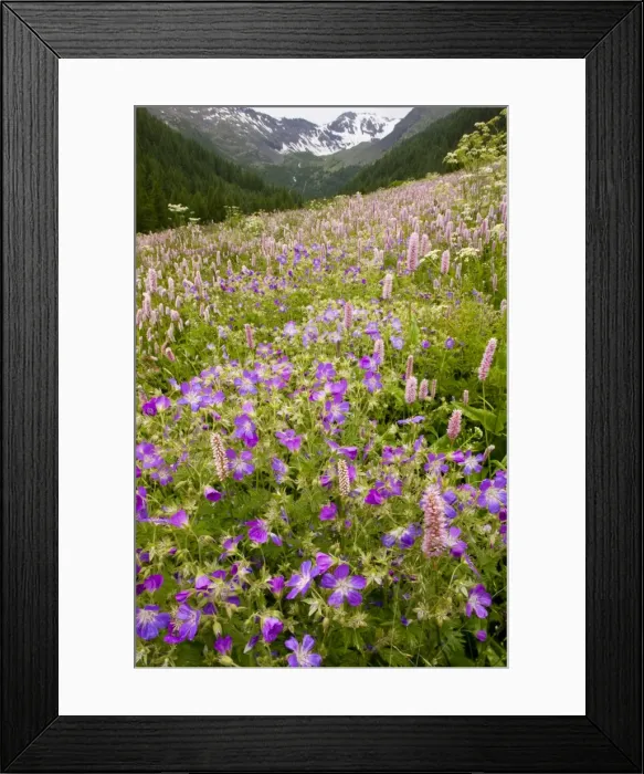 Framed Print : Species-rich flowery pasture, with Bistort - Wood Cranesbill (Geranium sylvaticum) etc in the Narreyroux valley - Ecrins National Park, french alps, France Framed Print : Species-rich flowery pasture, with Bistort - Wood Cranesbill (Geranium sylvaticum) etc in the Narreyroux valley - Ecrins National Park, french alps, France