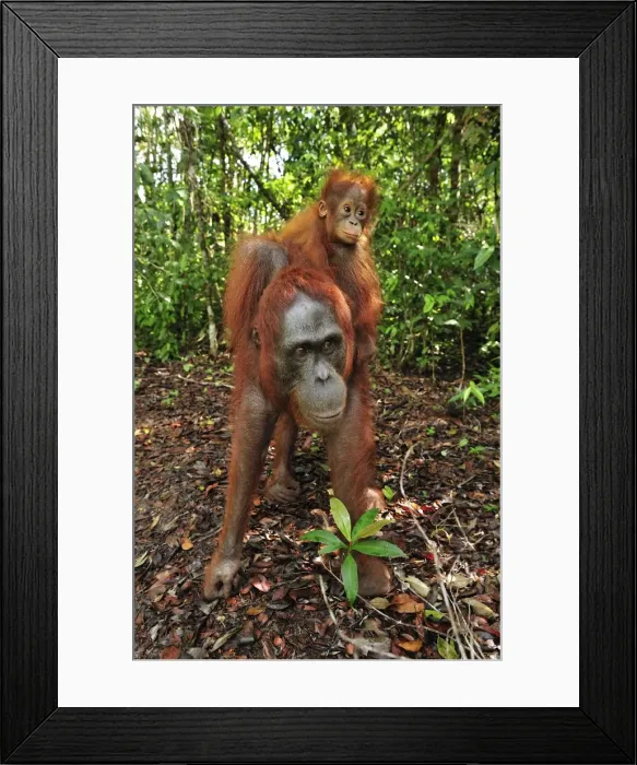 Framed Print : Borneo Orangutan - female with baby - Camp Leakey - Tanjung Puting National Park - Kalimantan - Borneo - Indonesia Framed Print : Borneo Orangutan - female with baby - Camp Leakey - Tanjung Puting National Park - Kalimantan - Borneo - Indonesia