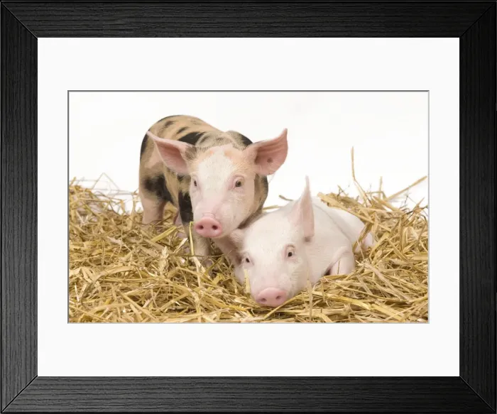 Framed Print : Pig - Piglets Framed Print : Pig - Piglets