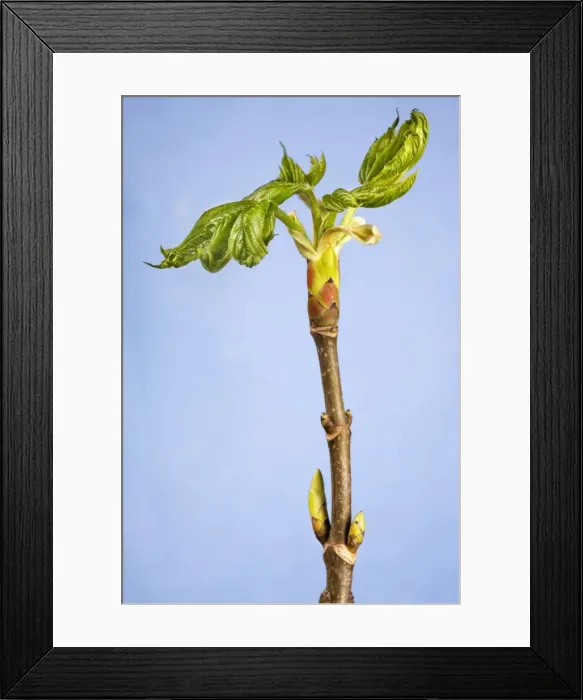 Framed Print : Maple of Ahorn leaf Framed Print : Maple of Ahorn leaf
