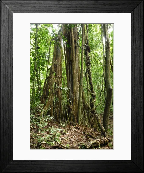 Framed Print : Strangler fig tree - Danum Valley Conservation Area - Sabah - Borneo - Malaysia Framed Print : Strangler fig tree - Danum Valley Conservation Area - Sabah - Borneo - Malaysia