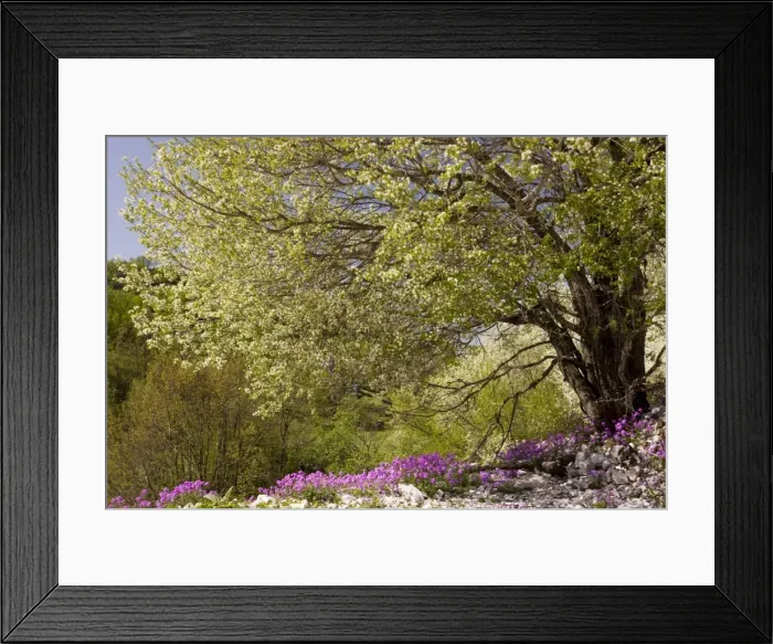 Framed Print : Large St Lucie Cherry tree - in blossom, over a greek annual stock Malcolmia angulifolia in the Vikos Gorge, north Greece Framed Print : Large St Lucie Cherry tree - in blossom, over a greek annual stock Malcolmia angulifolia in the Vikos Gorge, north Greece