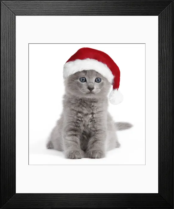 Framed Print : Cat - Nebelung kitten wearing Christmas hat Digital Manipulation: Hat (Su)