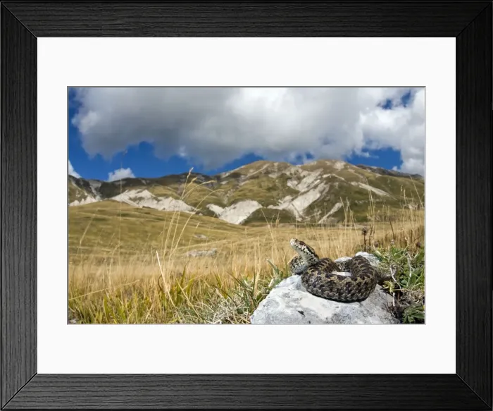 Framed Print : Ursini's viper - male in habitat - Abruzzo - Italy Framed Print : Ursini's viper - male in habitat - Abruzzo - Italy