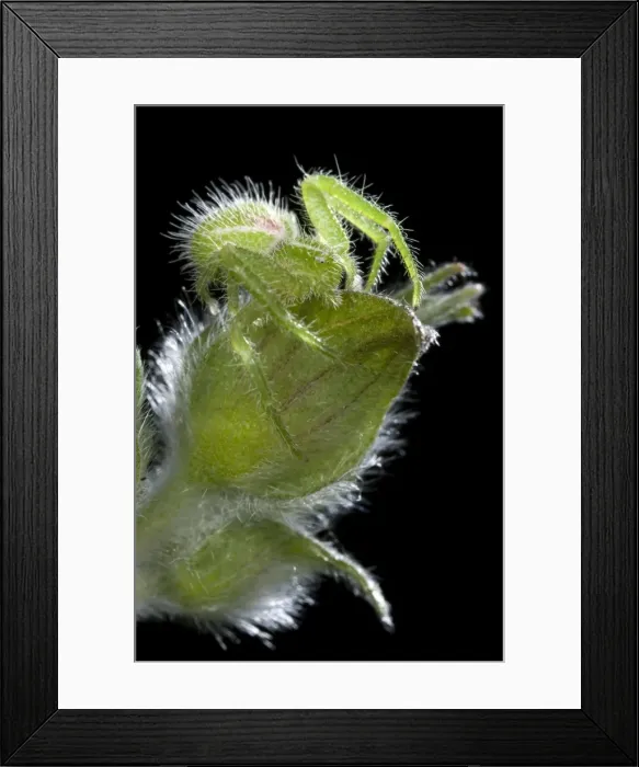 Framed Print : Green Crab Spider - on a Cistus - Italy