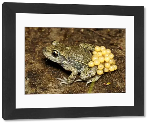 Midwife Toad - male with eggs - Switzerland