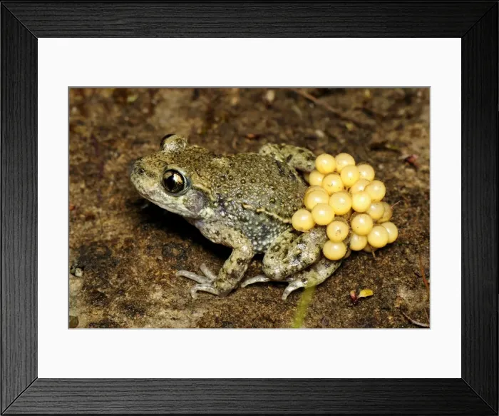 Framed Print : Midwife Toad - male with eggs - Switzerland Framed Print : Midwife Toad - male with eggs - Switzerland