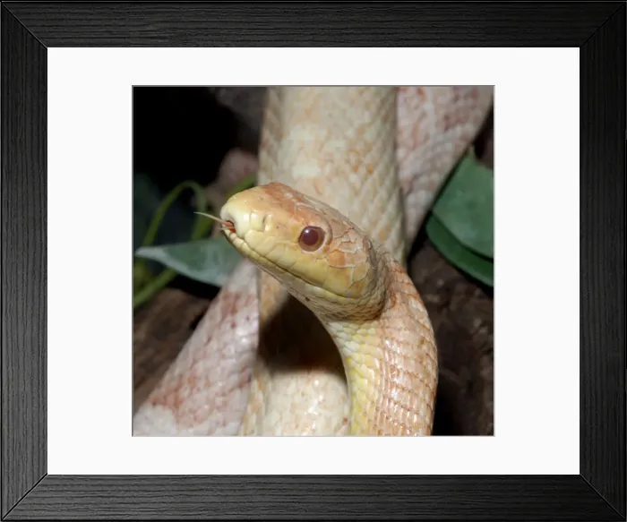 Framed Print : Black Rat Snake - albino - North America Framed Print : Black Rat Snake - albino - North America