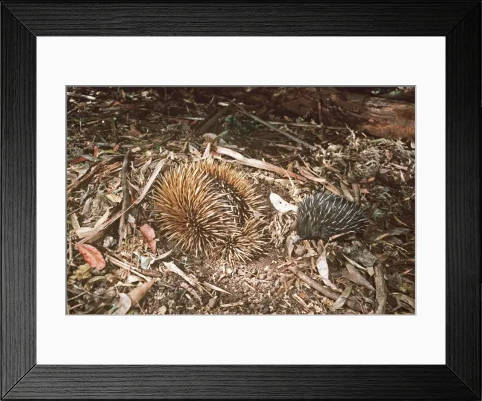 Framed Print : Short-beaked Echidna / Spiny Anteater - mother & young foraging AU 456 Framed Print : Short-beaked Echidna / Spiny Anteater - mother & young foraging AU 456