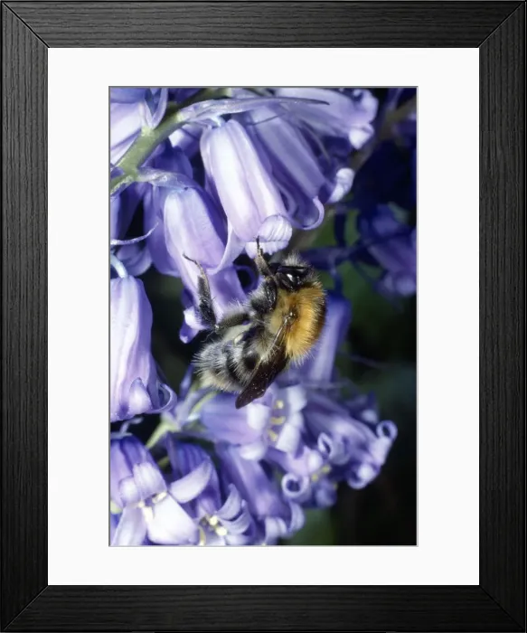 Framed Print : Bumblebee - on Bluebell Framed Print : Bumblebee - on Bluebell