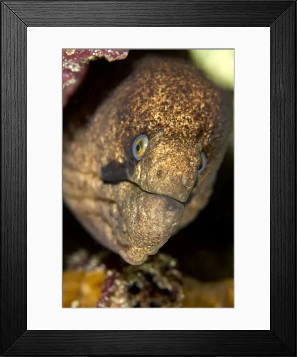 Framed Print : Yellow-edged / Yellow Margined Moray Eel - Maldives Framed Print : Yellow-edged / Yellow Margined Moray Eel - Maldives