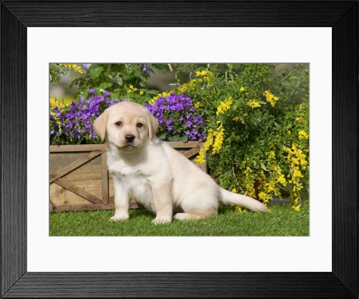 Framed Print : Dog - Yellow Labrador puppy Framed Print : Dog - Yellow Labrador puppy