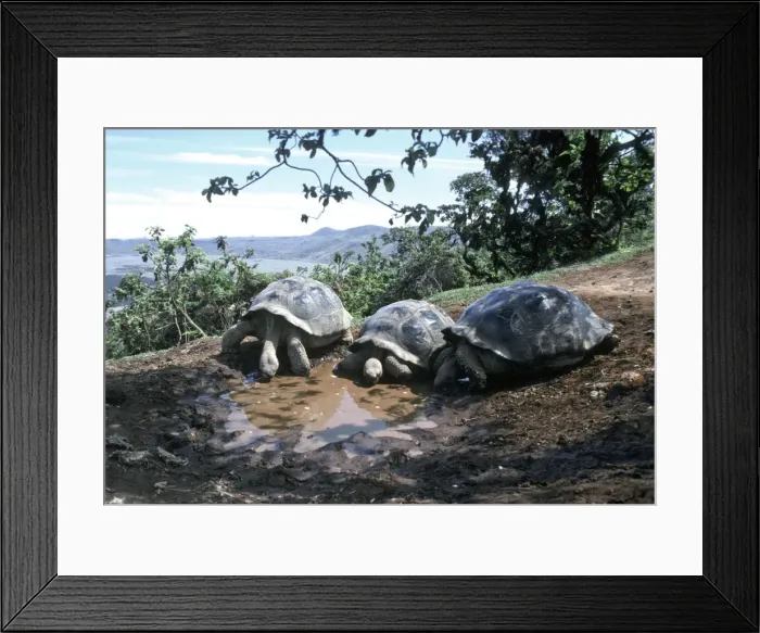 Framed Print : Galapagos Giant Tortoise - 3 drinking from pool - Isabella Island, Galapagos AU-683 Framed Print : Galapagos Giant Tortoise - 3 drinking from pool - Isabella Island, Galapagos AU-683
