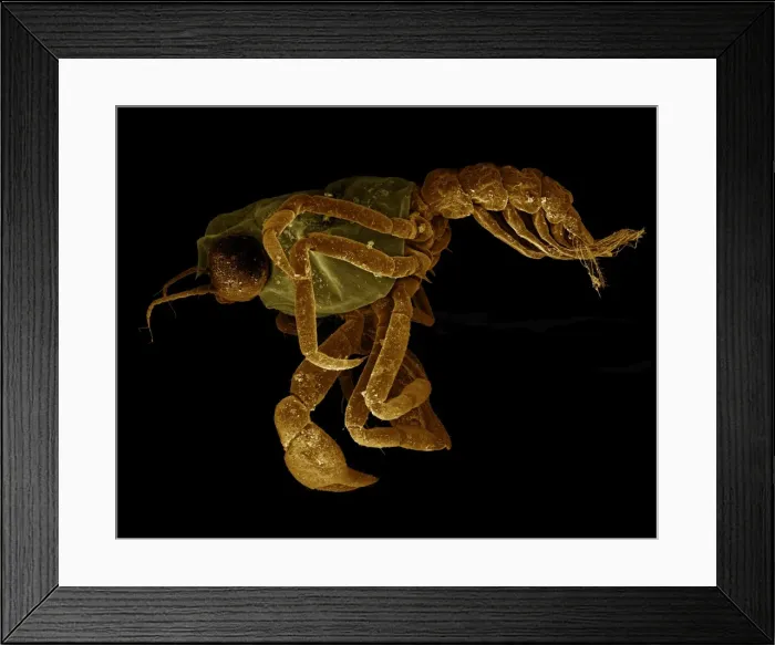 Framed Print : Scanning Electron Micrograph (SEM): Crab megalops ; Magnification x 80 (A4 size: 29. 7 cm width) Framed Print : Scanning Electron Micrograph (SEM): Crab megalops ; Magnification x 80 (A4 size: 29. 7 cm width)
