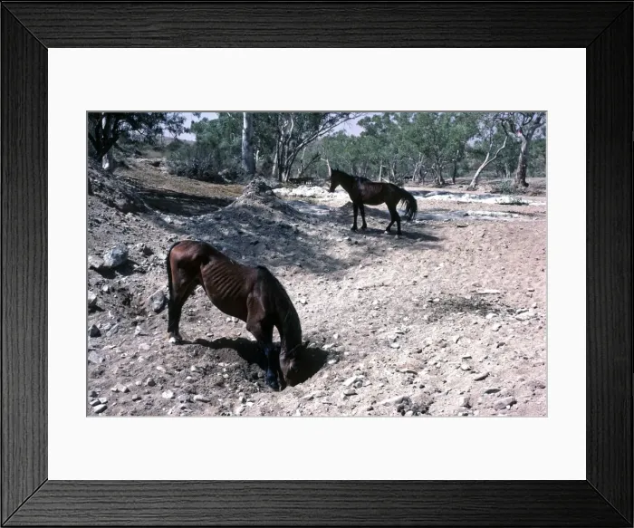 Framed Print : Brumbies - wild horses digging for water in dried river bed - Hugh River, Northern Territory, Australia AU-1496T Framed Print : Brumbies - wild horses digging for water in dried river bed - Hugh River, Northern Territory, Australia AU-1496T