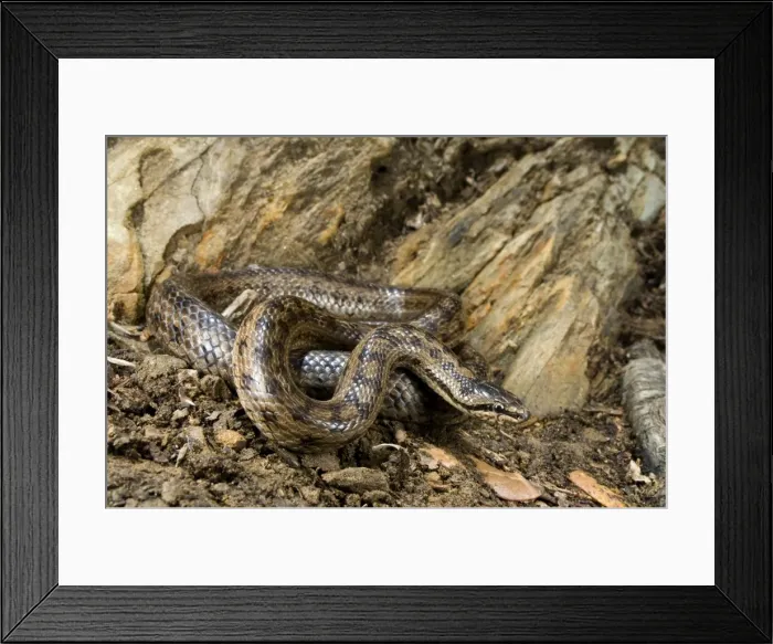 Framed Print : Smooth Snake - Italy Framed Print : Smooth Snake - Italy