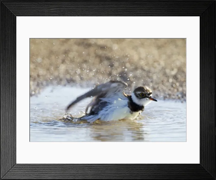 Framed Print : Little-ringed Plover - bathing in puddle - April - Cyprus Framed Print : Little-ringed Plover - bathing in puddle - April - Cyprus