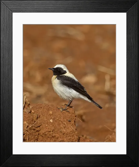 Framed Print : Eastern Black-eared Wheatear - male - Cyprus - April Framed Print : Eastern Black-eared Wheatear - male - Cyprus - April