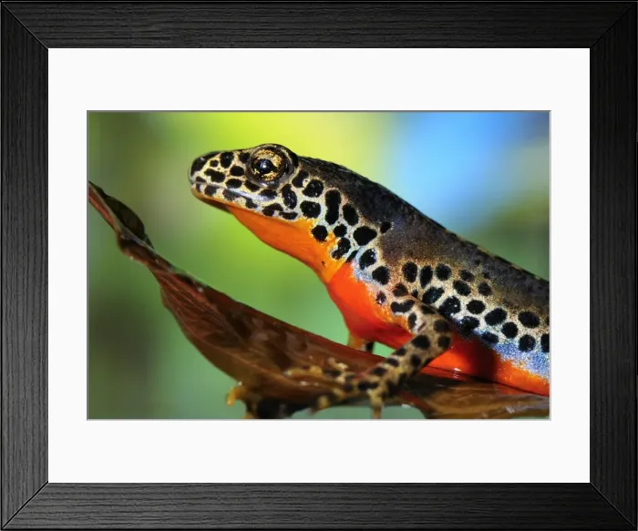 Framed Print : Alpine Newt - male - Switzerland Framed Print : Alpine Newt - male - Switzerland