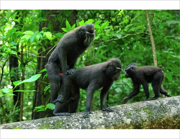 Celebes Crested Macaque  /  Crested Black Macaque  /  Sulawesi Crested Macaque  /  Black Ape - mating - Tangkoko Nature Reserve - North Sulawesi - Indonesia