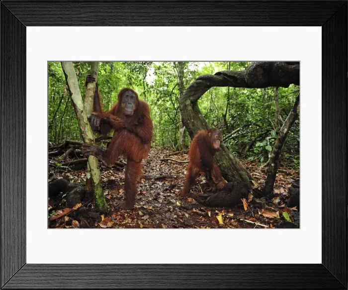 Framed Print : Borneo Orangutan - female with juvenile - Camp Leakey - Tanjung Puting National Park - Kalimantan - Borneo - Indonesia Framed Print : Borneo Orangutan - female with juvenile - Camp Leakey - Tanjung Puting National Park - Kalimantan - Borneo - Indonesia