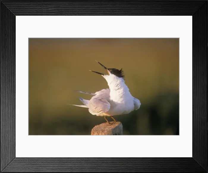 Framed Print : Sandwich Tern ME 802 Calling Sterna sandvicensis © Johan De Meester / ardea. com Framed Print : Sandwich Tern ME 802 Calling Sterna sandvicensis © Johan De Meester / ardea. com