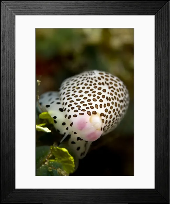 Framed Print : Allied Cowries - Indonesia Framed Print : Allied Cowries - Indonesia