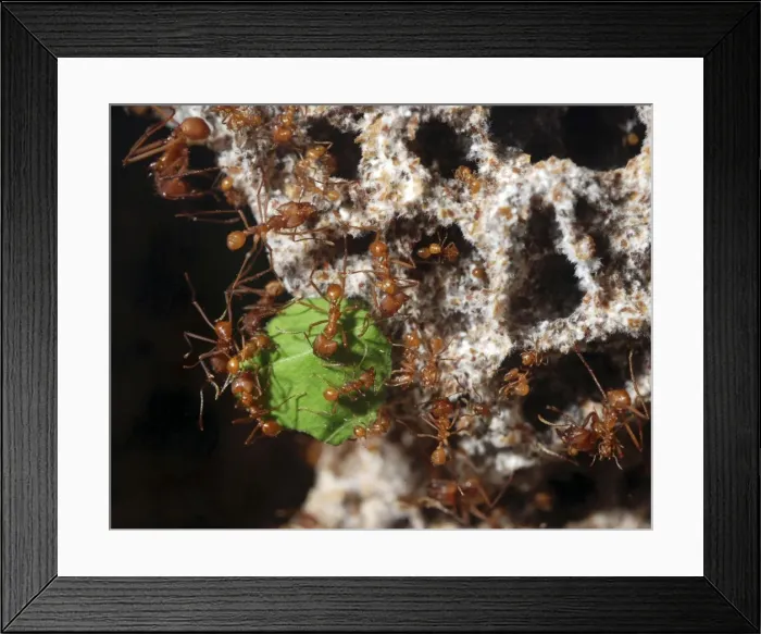 Framed Print : Leafcutter Ants - workers carrying harvested leaf fragments to their underground fungal chamber Framed Print : Leafcutter Ants - workers carrying harvested leaf fragments to their underground fungal chamber
