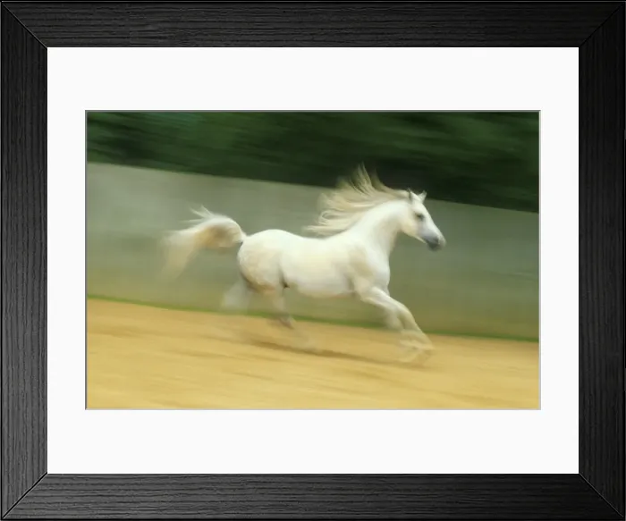 Framed Print : Horse JPF 4814 Arab Stallion © Jean-Paul Ferrero / ardea. com Framed Print : Horse JPF 4814 Arab Stallion © Jean-Paul Ferrero / ardea. com
