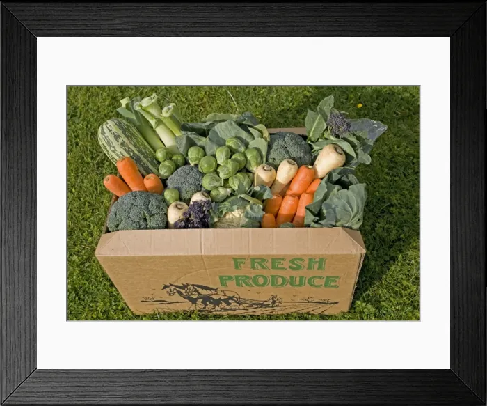 Framed Print : Cardboard box of fresh locally grown vegetables including cauliflower, cabbage, carrots, srouts, purple sprouting, parsnips and marrow Framed Print : Cardboard box of fresh locally grown vegetables including cauliflower, cabbage, carrots, srouts, purple sprouting, parsnips and marrow