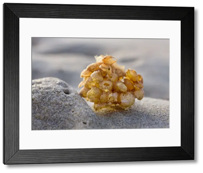 Framed Print : Whelk - egg case on the beach - Belgium Framed Print : Whelk - egg case on the beach - Belgium
