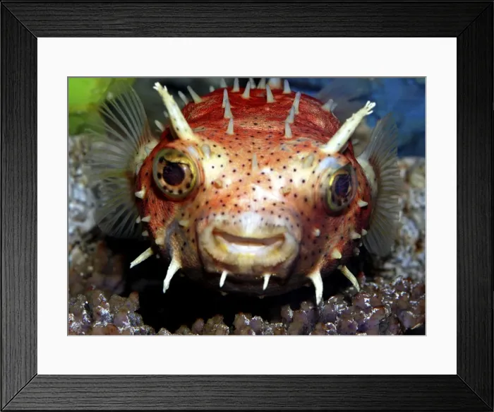 Framed Print : Antenna Burrfish - tropical Atlantic reefs Framed Print : Antenna Burrfish - tropical Atlantic reefs