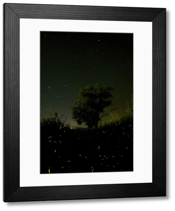 Framed Print : Fireflies - The flight of male Fireflies during a summer night - Italy Framed Print : Fireflies - The flight of male Fireflies during a summer night - Italy