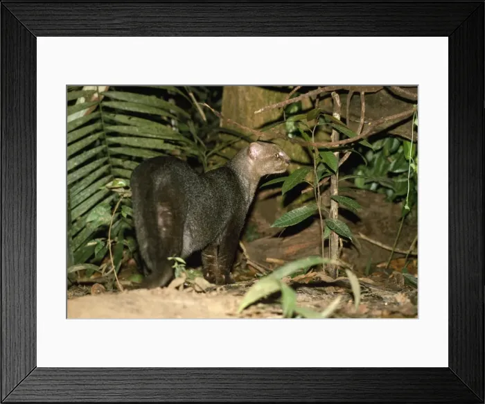 Framed Print : Jaguarundi - Amazonas - Brazil Framed Print : Jaguarundi - Amazonas - Brazil