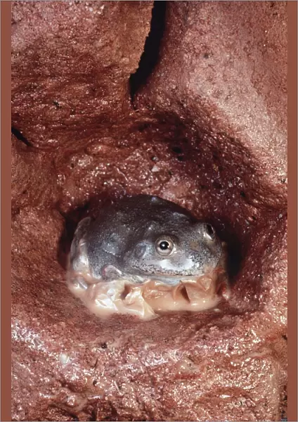 Water-Holding Frog - in underground chamber - shedding dry skin after rain - Central Australia AU-1420