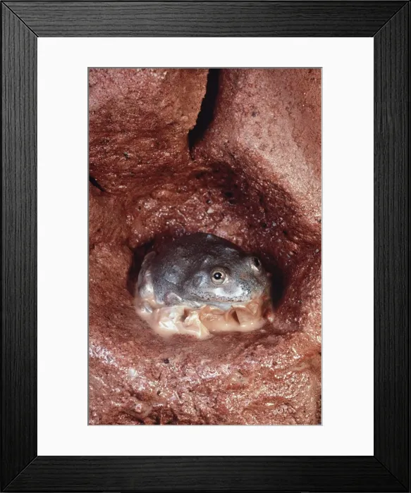 Framed Print : Water-Holding Frog - in underground chamber - shedding dry skin after rain - Central Australia AU-1420 Framed Print : Water-Holding Frog - in underground chamber - shedding dry skin after rain - Central Australia AU-1420