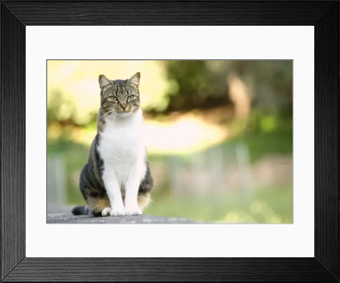 Framed Print : Cat - on stone wall - pyramid of Caius Cestius - Rome - Italy Framed Print : Cat - on stone wall - pyramid of Caius Cestius - Rome - Italy