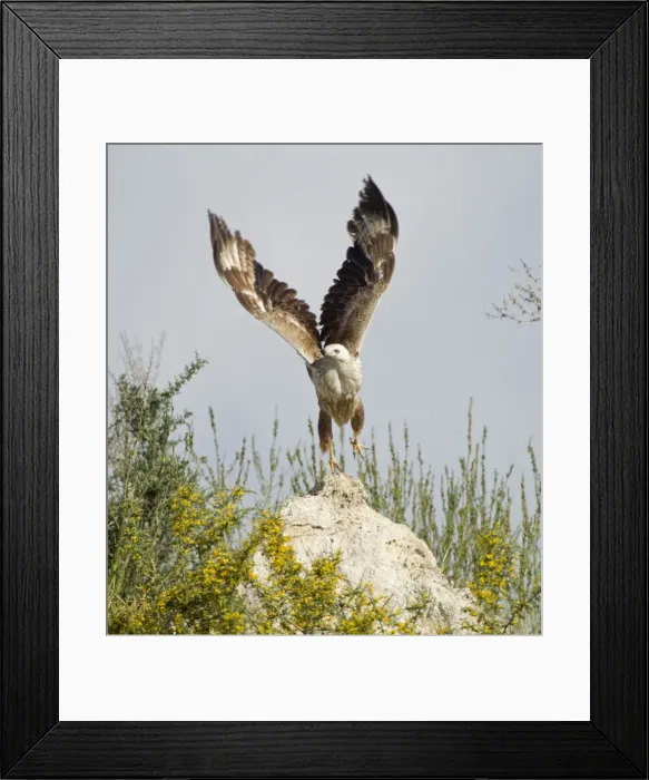 Framed Print : Long-legged Buzzard - taking off - Southern Cyprus - April Framed Print : Long-legged Buzzard - taking off - Southern Cyprus - April