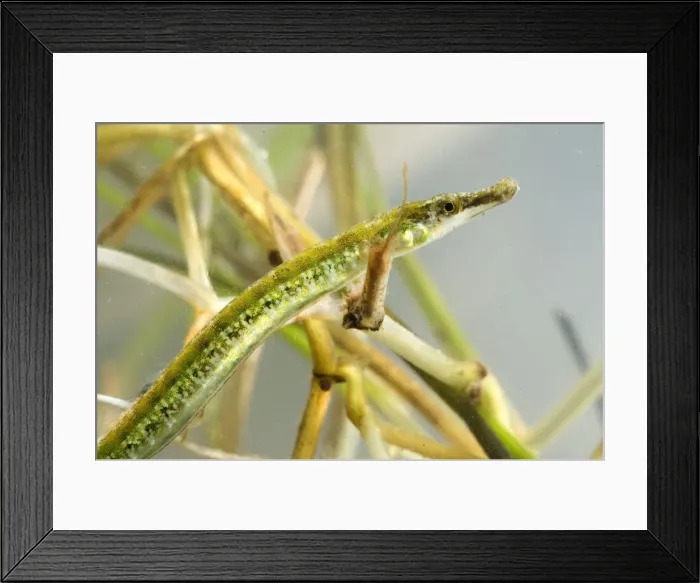 Framed Print : Black-striped Pipefish - subadult Framed Print : Black-striped Pipefish - subadult