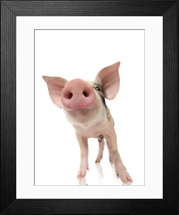 Framed Print : Pig - Piglet Framed Print : Pig - Piglet