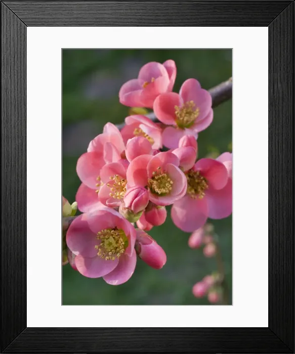 Framed Print : Chaenomeles flowers - in spring Framed Print : Chaenomeles flowers - in spring